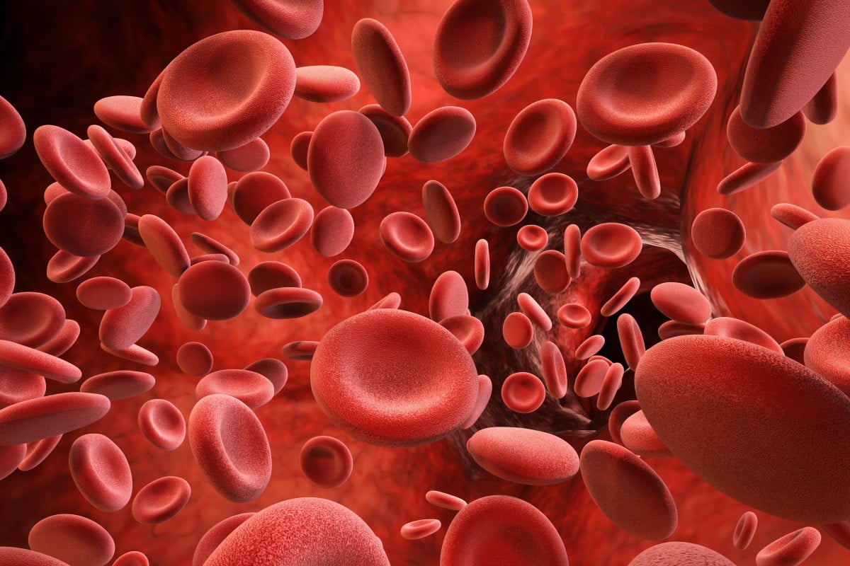 <p>blood cells</p>