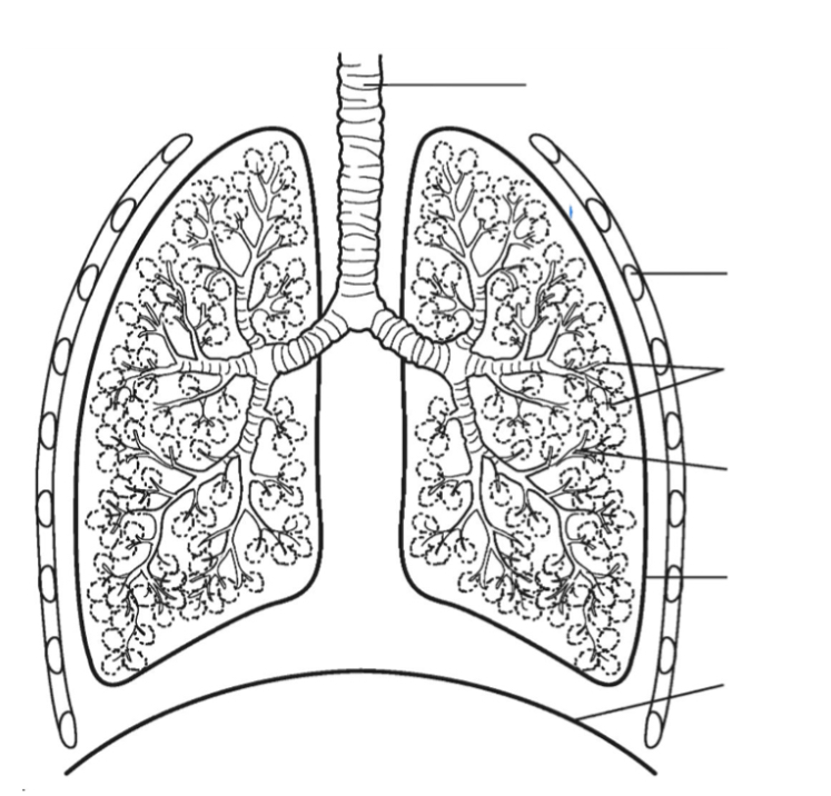<p>Lungs </p>