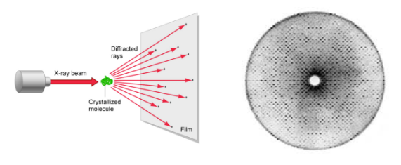 <p>Myoglobin is the first protein to have its 3-dimensional structure revealed by x-ray crystallography</p><p>myoglobin binds oxygen in muscles</p>