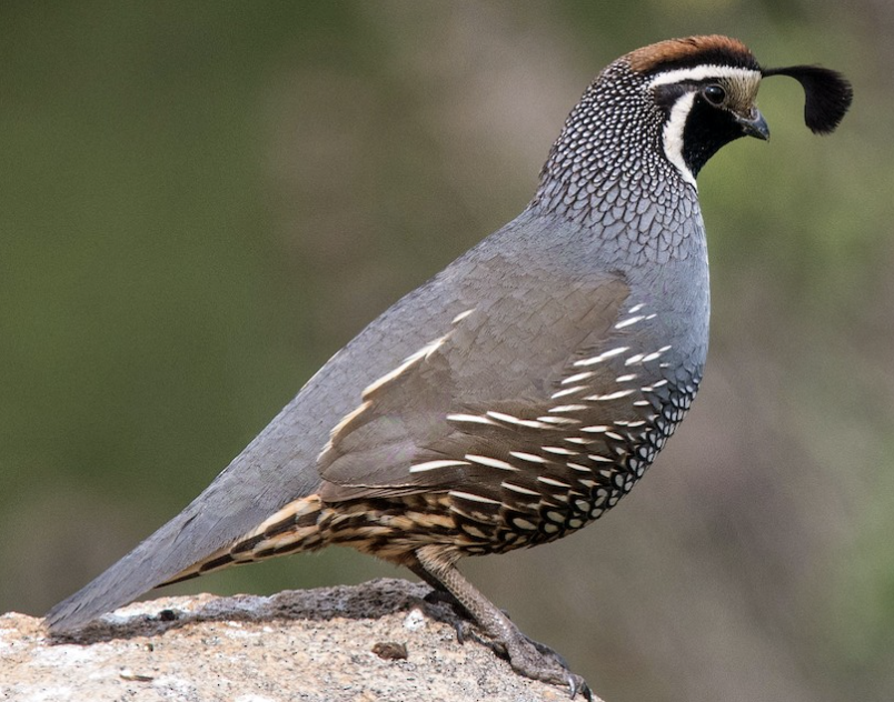 <p>Small and round with obvious teardrop-shaped plumes protruding from forehead. Looks gray and brown at a distance, with white streaks on the sides and scaly belly</p>
