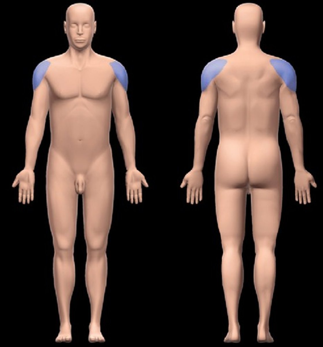 <p>Top of the outermost part of the shoulder</p>