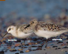 <p><span><span>Calidris alba </span></span></p>