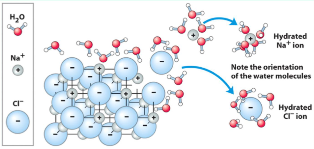 <p>Water molecules <strong>cluster around ions or polar groups</strong>, stabilizing them and allowing <strong>dissolution</strong>.</p>