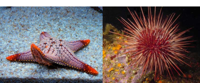 <p>starfish - coelom, organs, endoskeletons, water vascular systems, bilaterally symmetrical larvae and radial adults, spiny skin marine, bilateral larval stage and radial adults, endoskeletons made of ossicles plates</p>