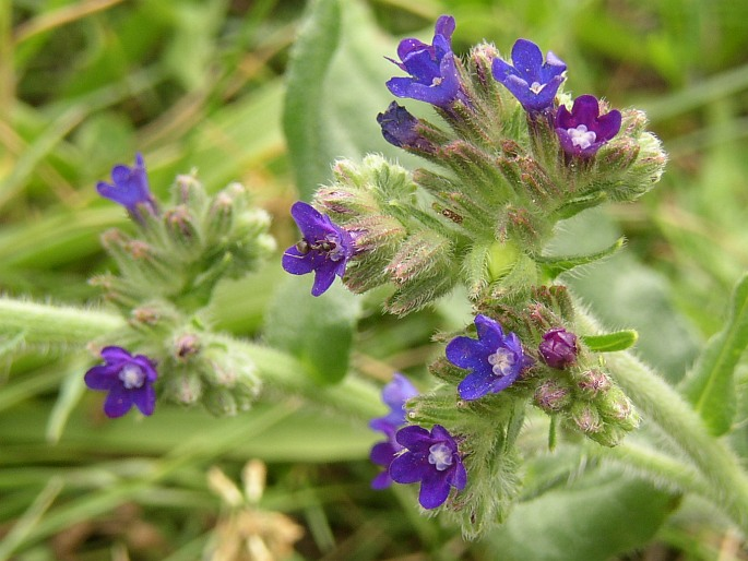 <p><em>Boraginaceae -</em> brutnákovité</p><p><em>Anchusa officinalis -</em> pilát lékařský</p>