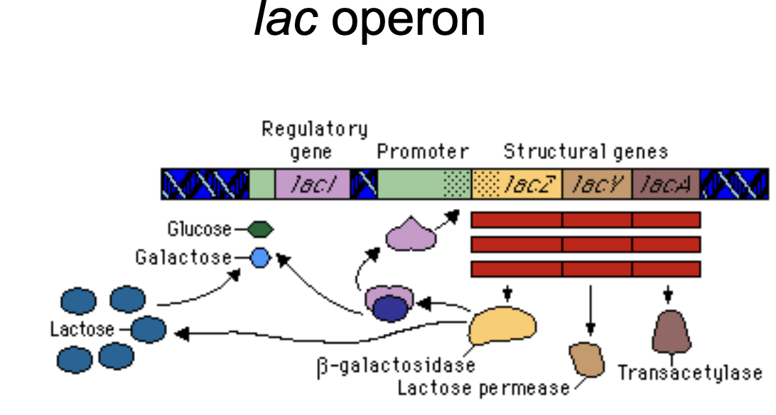 <p>Lactose metabolism. The genes in the operon allow bacteria to process lactose. </p>