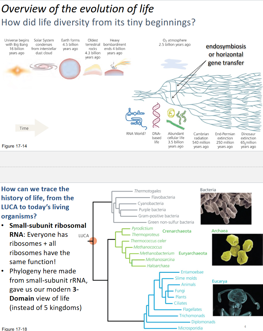 <p>All organisms have ribosomes and have similar composition and structure. Function is the same for rRNA as well: responsible for translation. The prokaryotes, for example, which are all grouped in kingdom Monera in the traditional classification, occupy two of the three main branches of the rRNA tree. One of these branches, the Bacteria, includes virtually all of the well-known prokaryotes. Because of their prokaryotic cell structure, the Archaea were originally considered bacteria. When Woese and colleagues discovered that these organisms were only distantly related to the rest of the bacteria, they renamed them the archaebacteria (Fox et al. 1977; Woese and Fox 1977). Eventually biologists realized that, as the phylogeny in Figure 17.18 shows, the archaebacteria are in fact more closely related to the eukaryotes than they are to the true bacteria. The universal rRNA phylogeny demonstrates, however, that the Animals,</p><p>Plants, and Fungi, the kingdoms that have absorbed most of the attention of evo-</p><p>lutionary biologists (and represent most of the examples in this book), are mere</p><p>twigs on the tip of one branch of the tree of life. The multicellular, macroscopic</p><p>organisms in these three kingdoms are newcomers on the evolutionary scene;</p><p>they have a relatively recent last common ancestor. For genes shared among all</p><p>organisms, such as the gene for the small-subunit rRNA, Animals, Plants, and</p><p>Fungi appear to possess less than 10% of the nucleotide-level diversity observed</p><p>on Earth</p>