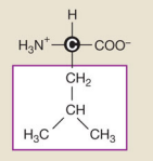 <p>Leucine (Nonpolar hydrophobic side chains)</p>