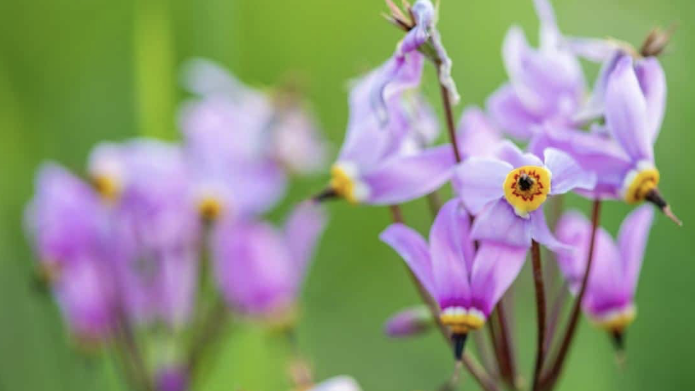 Flower 238