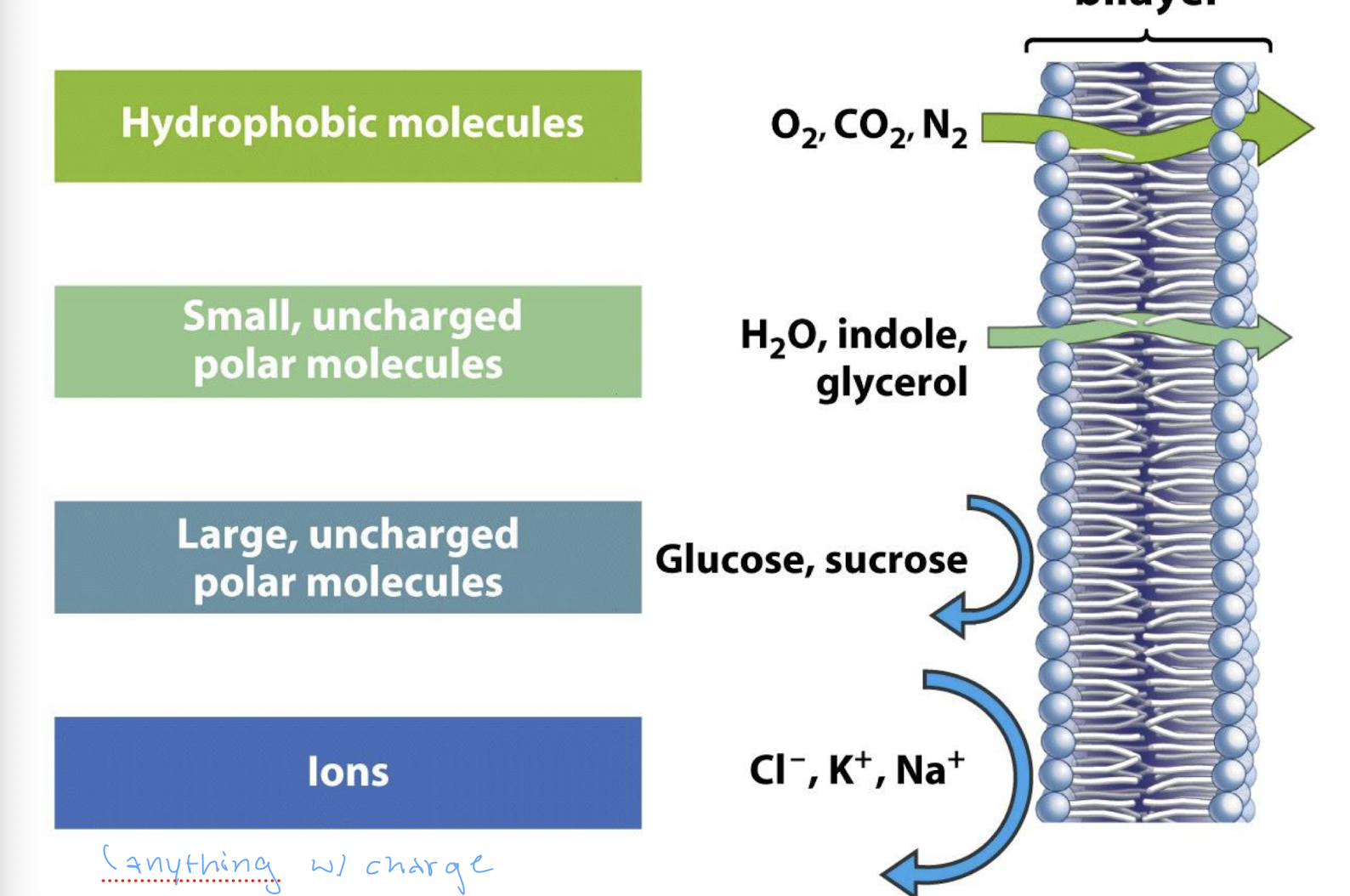 <ul><li><p>hydrophobic molecules (O2, CO2, N2) easily pass through</p></li><li><p>small, uncharged polar molecules (H2O, indole, glycerol) somewhat easily pass through</p></li><li><p>large, uncharged polar molecules (glucose, sucrose) rarely pass through and mostly reflect</p></li><li><p>ions (anything with a charge) almost never pass through</p></li></ul><p></p>