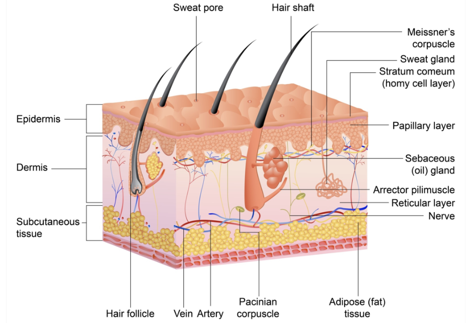 Introduction to Anatomy and Physiology Flashcards Knowt