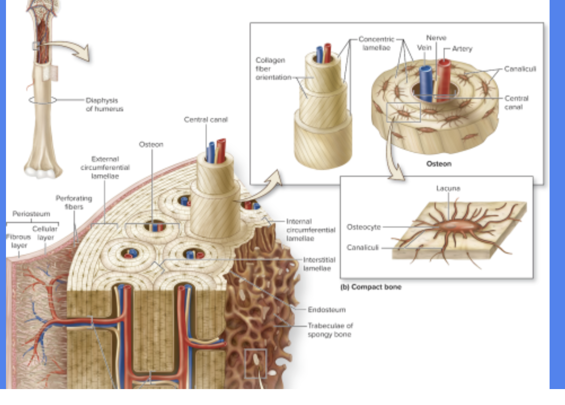 <p><span style="color: rgb(18, 7, 7);">Rings of the bond </span></p><p><span style="color: rgb(18, 7, 7);">internal to the periosteum or endosteum </span></p>