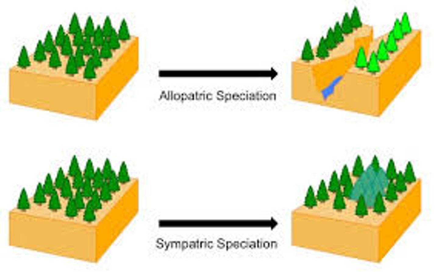 <p>The formation of new species in populations that live in the same geographic area</p><p>how?</p><p>an ancestoral species grows and nondisjunction takes place, where a species has more chromosomes than necessary, making the species a completely new species in the same area</p>
