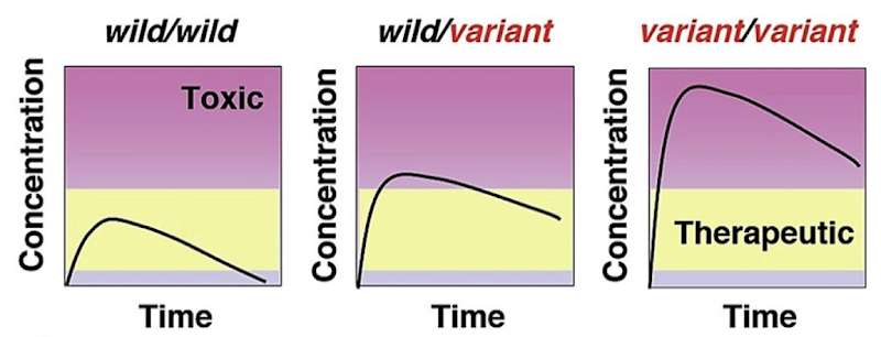 <ul><li><p><span><strong><span>Poor metabolizers</span></strong><span>: Require a lower drug dose to avoid toxicity. Prevent administering subsequent doses too quickly, or the drug level might rise above toxic levels quickly.</span></span></p></li><li><p><span><strong><span>Effective metabolizers</span></strong></span><span>: Average responders to a drug. </span><span><strong><span>Ultrarapid metabolizers</span></strong><span>: Require larger doses to get an effective response. Drug concentration decreases quickly → frequent doses.</span></span></p></li></ul><p></p>