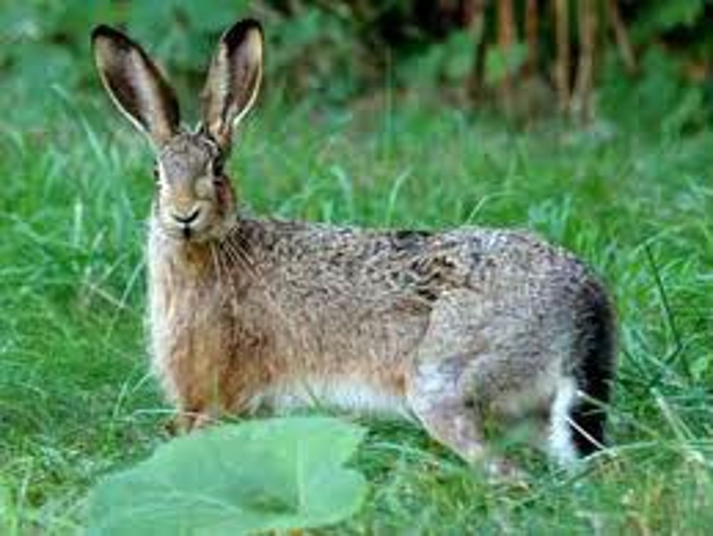 <p>hare</p>