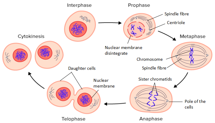 <ul><li><p><span>In the nucleus, chromatin starts to shorten and thicken to form a chromosome structure that can be seen through a light microscope.</span></p></li><li><p><span>The chromosome is seen to be made up of two identical threads called sister chromatids.</span></p></li><li><p><span>Both sister chromatids are joined at the centromere.</span></p></li><li><p><span>The nucleus membrane disintegrates, the nucleolus disappears, the centriole moves to the opposite poles and the spindle fibres start to form.</span></p></li></ul><p></p>