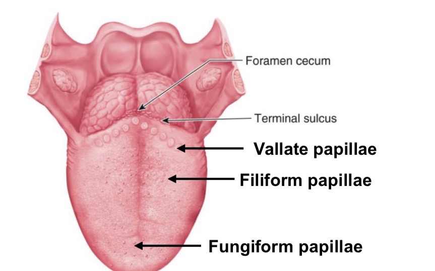 <ul><li><p>rough with dull appearance </p></li><li><p>para-keratinized stratified squamous epithelium</p></li><li><p>anterior part in oral cavity</p></li><li><p>posterior part in oropharynx </p></li><li><p>lingual tonsils underly the epithelium of the posterior third (lymphoid tissue)</p></li></ul><p>insert imagef from slide 10</p><p></p>