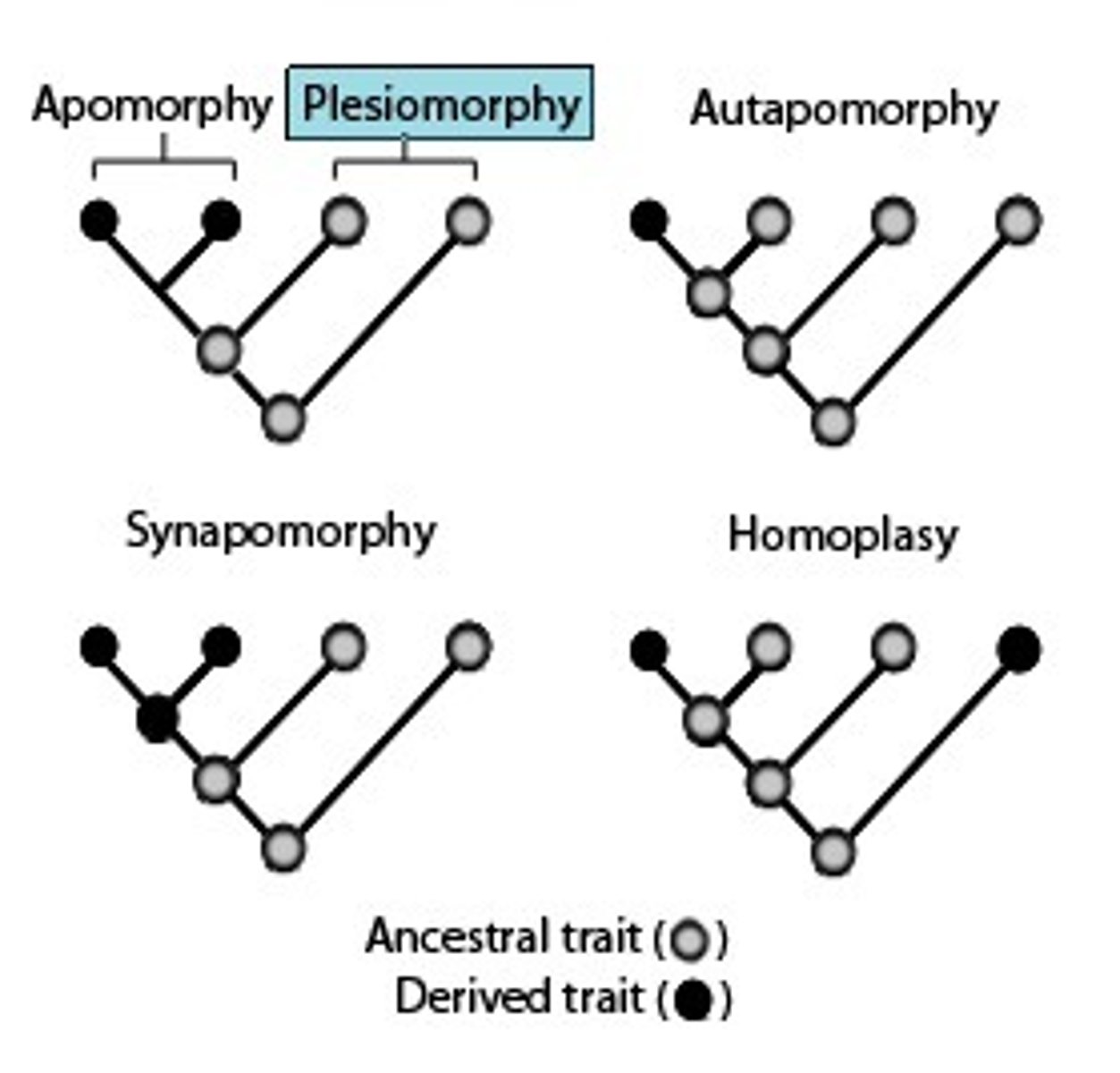 <p>A shared, ancestral character state</p>