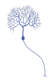 <p>multipolar, bipolar, unipolar? </p>