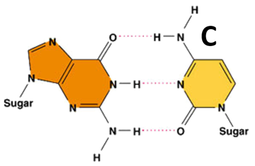 <p>The nucleotide that hydrogen bonds with the nucleotide guanine in DNA or in RNA</p>