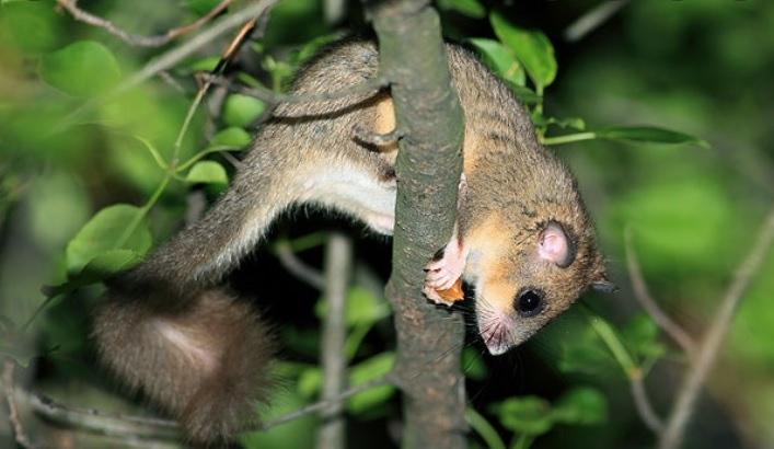 <p>zařaď živočicha do systému</p><p>Třída - řád - čeleď - druh čeština (latina)</p>