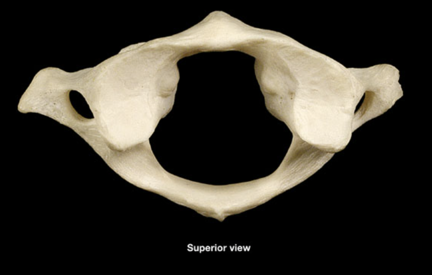 <p>(top - anterior)</p>