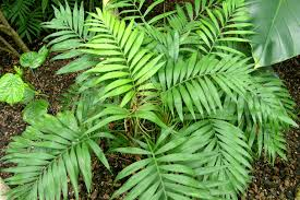<p>Chamaedorea</p>