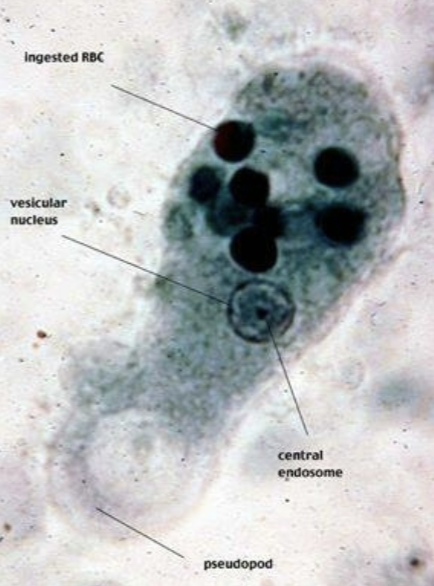 term image
