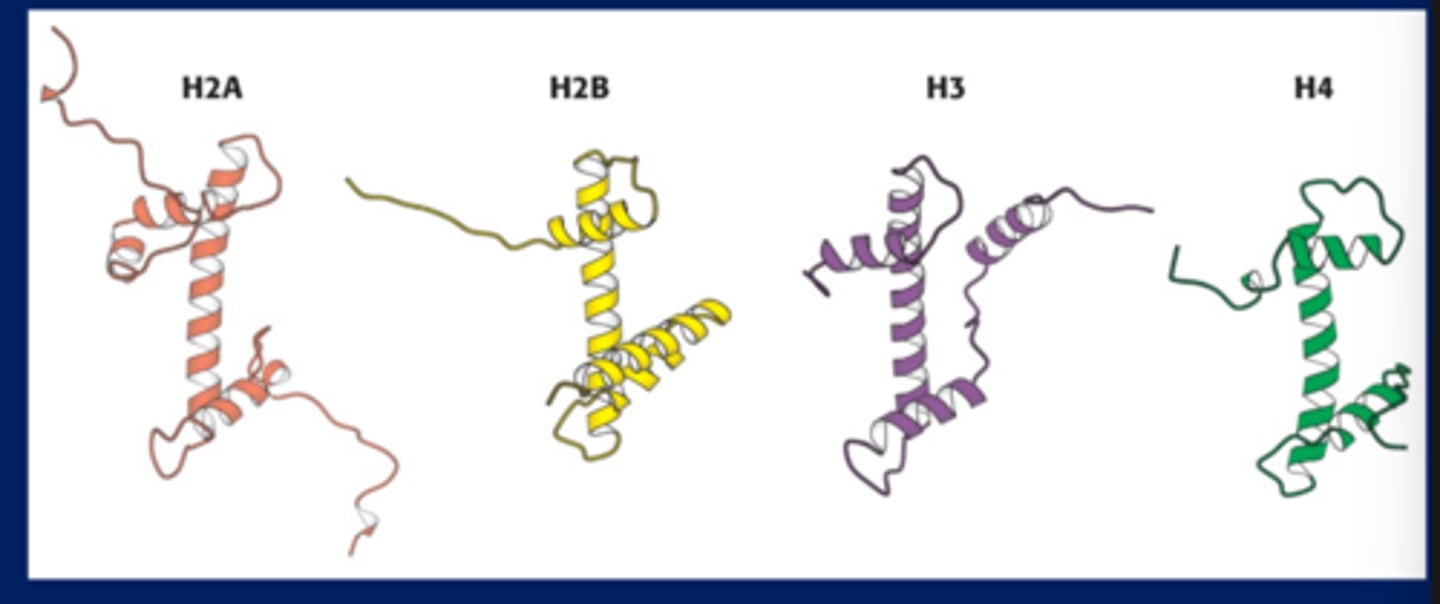 <p>Histones are highly basic/positively charged, this helps them pack DNA because DNA is negatively charged</p><p>-H2A and H2B have tails that stick out</p>