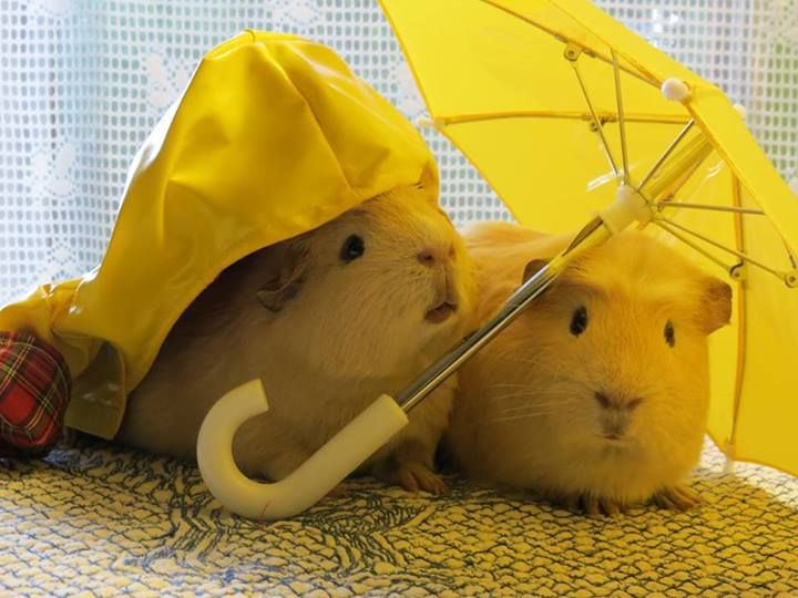 What are the disadvantages of a Continuing Care Retirement Community?