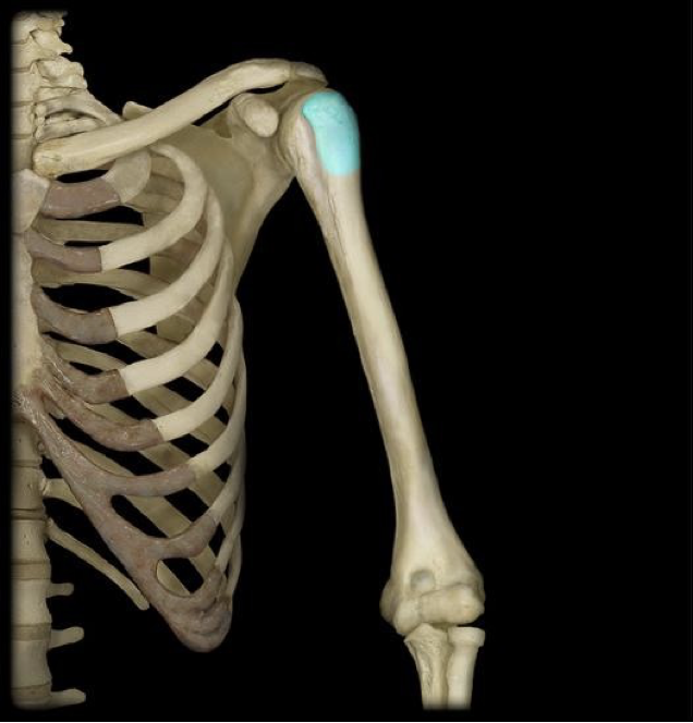 <p>raised area just opposite/lateral to the head of the humerus</p>