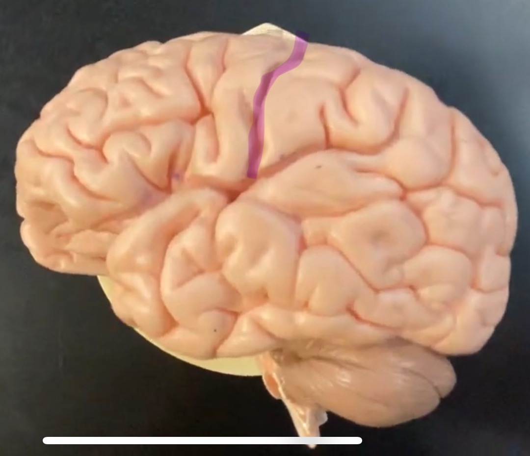 <p>Divides parietal from frontal lobe</p>