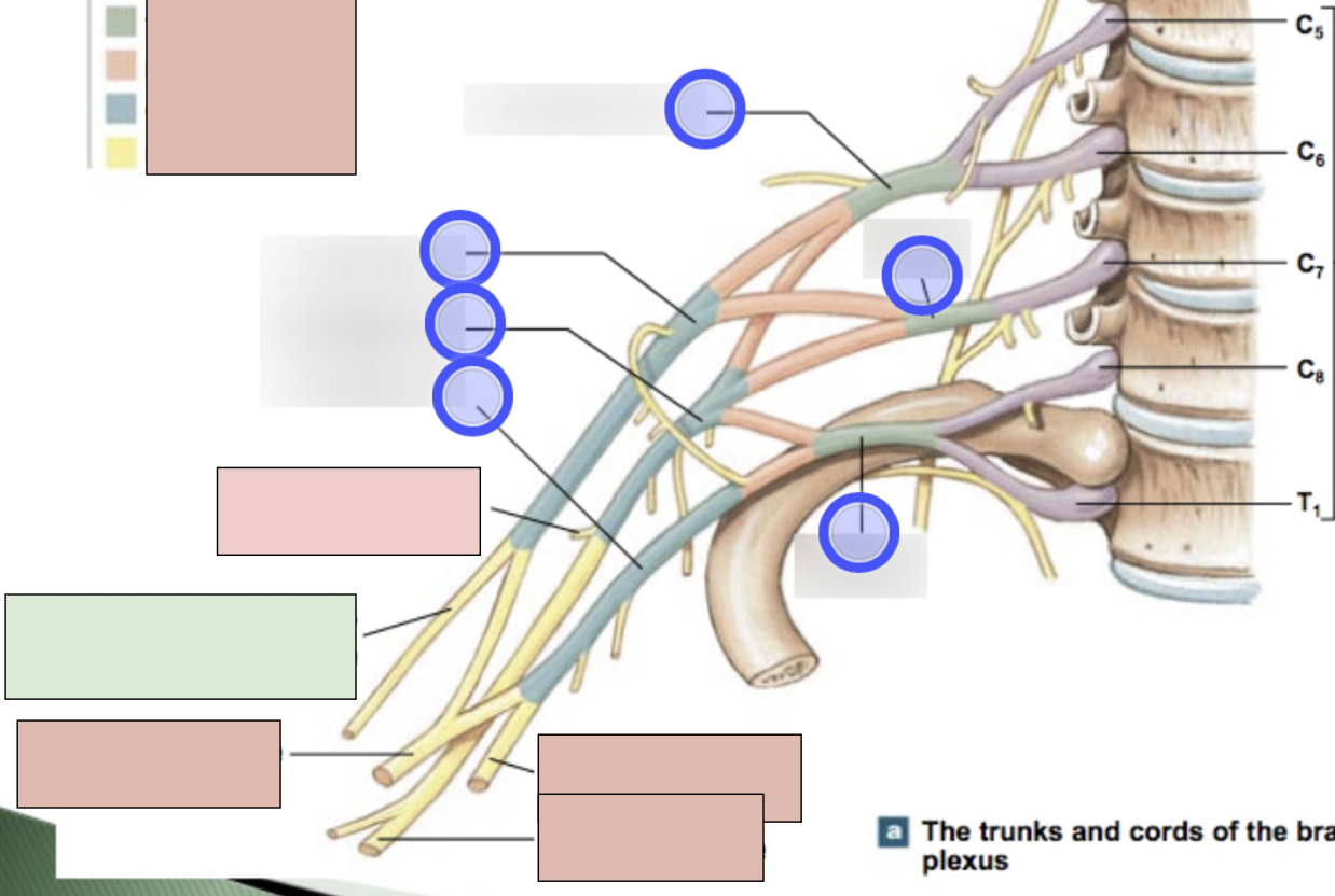 <p><span style="background-color: transparent;"><span>C5-C7, motor for flexor muscles of the arm; sensory from skin over lateral surface of the forearm; roots from lateral cord</span></span></p>