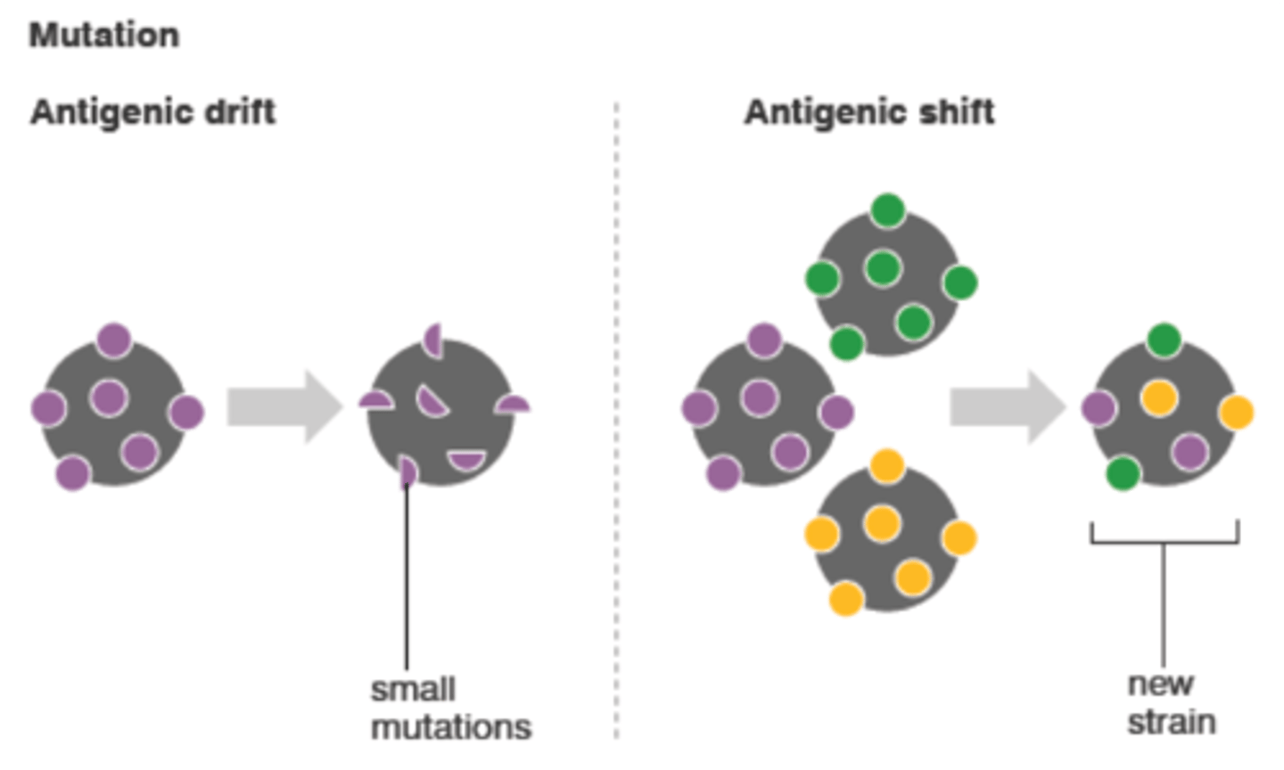 <p>Bacterium can alter their surface proteins in order to hide from the immune system</p>