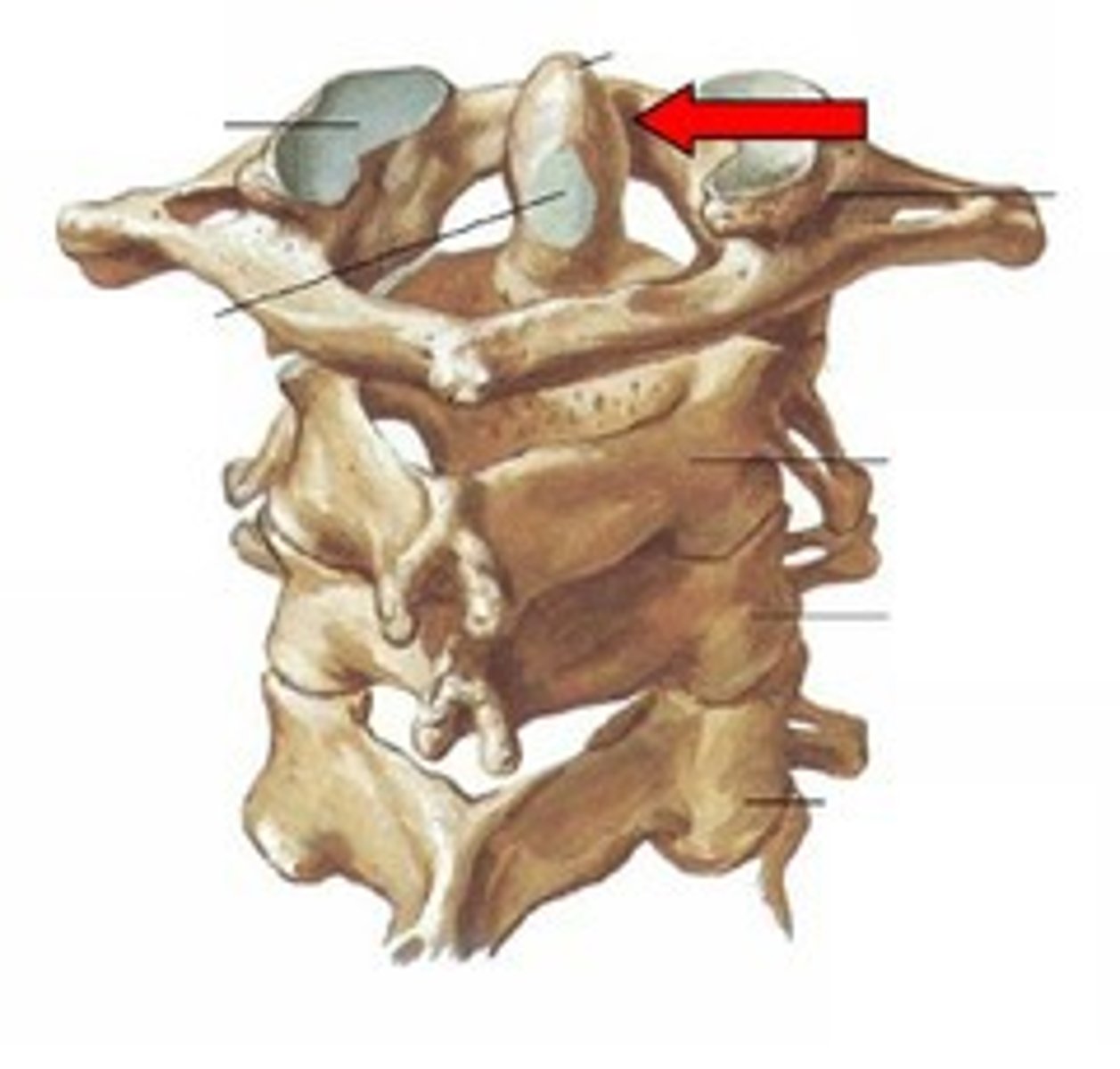 <p>uniaxial</p><p>a rounded process of bone fits into a bony ligamentous socket, permitting rotation.</p>