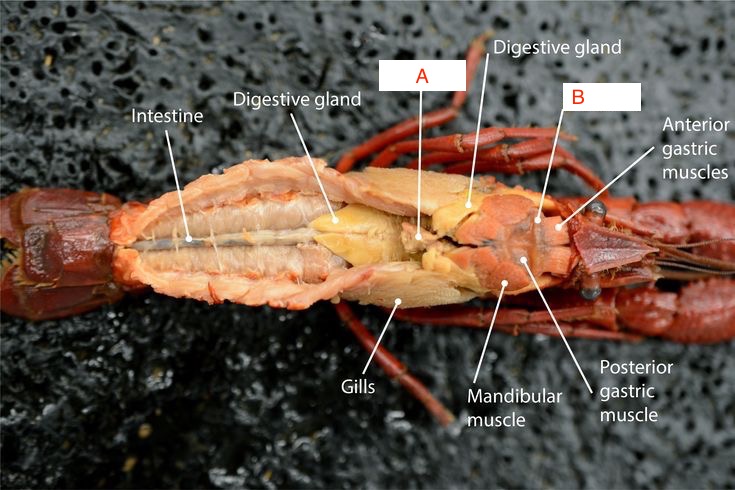 <p>What are structures A and B in the photo?</p>