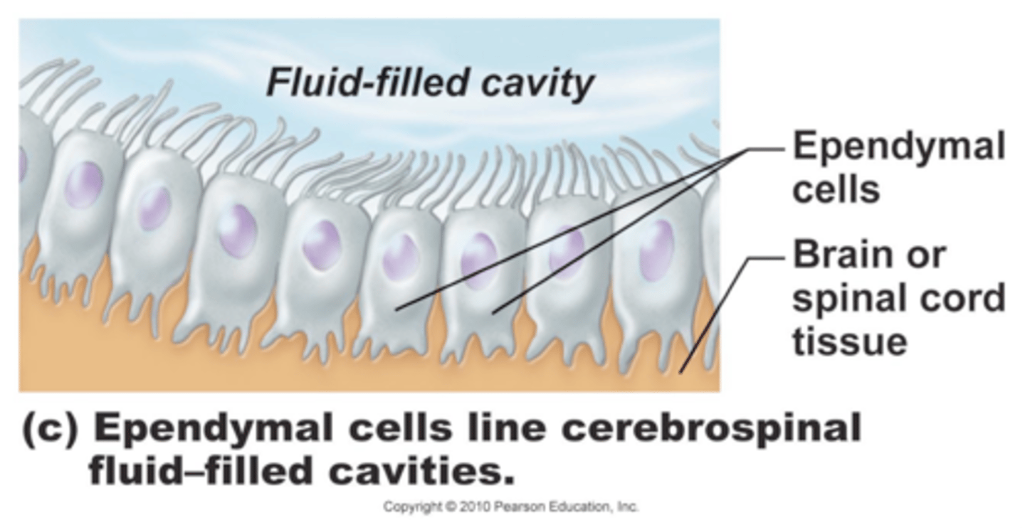 <p>- line the ventricles w/in the brain and spinal cord</p><p>- assist in producing and monitoring CSF -&gt; help circulate CSF</p>