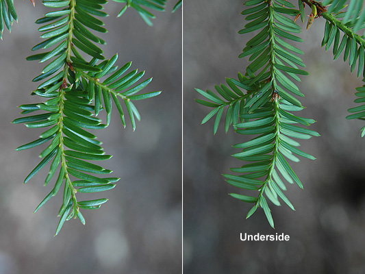 <p>Conifer. Evergreen tree or shrub, spreading. Understory tree. Bark with thin, dark red-purple scales. Needles arranged radially around stem but appearing more or less 2-ranked, 1-2.5cm long, linear, tapering to a horny point, yellow green above and paler below, short yellow petiole. Dioecious - male and female plants / reproductive parts separated. Cone is a fleshy, scalet, oblong oval enclosing a single seed. Native range from extreme southeastern Alaska to northern California, east to Northeastern Oregon.</p>