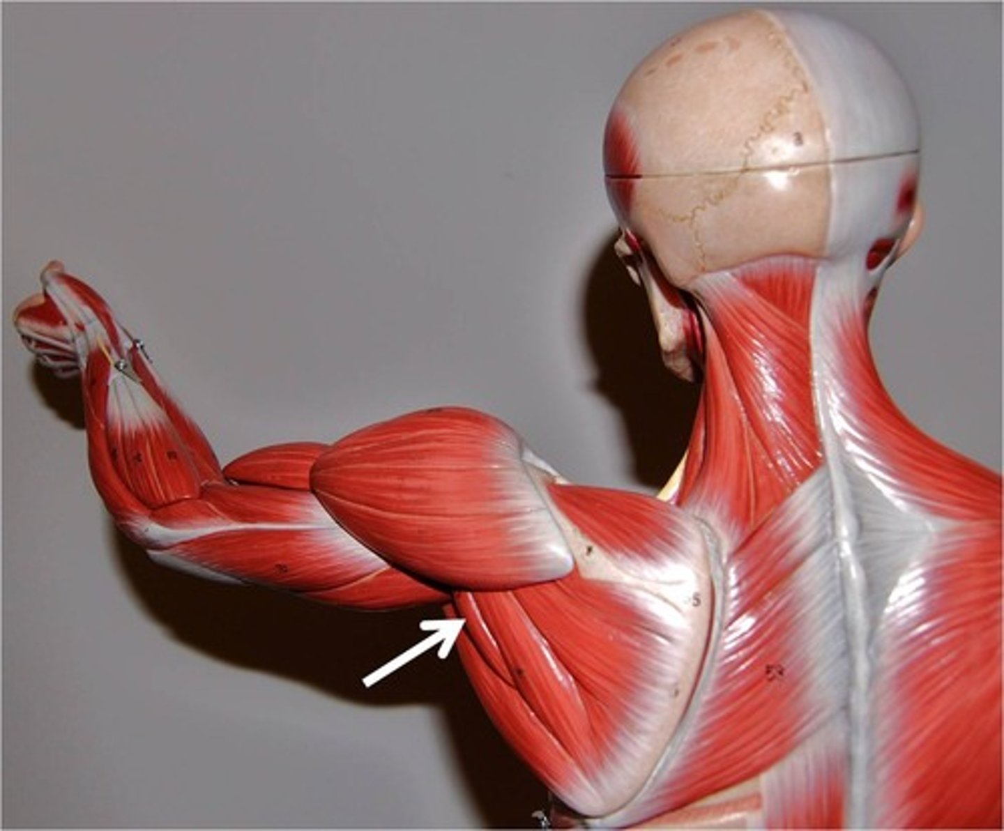 <p>Works with the infraspinatus in external rotation of the humerus</p>