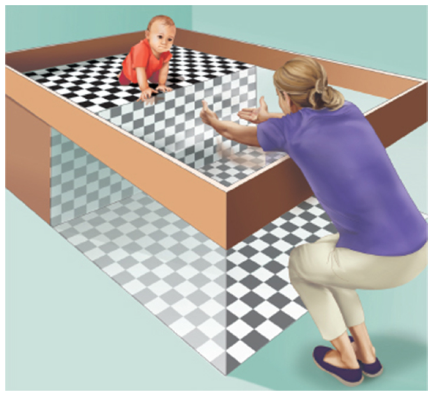 <p>older infants avoided the “deep” side, whereas younger infants didn’t</p><p>perceiving affordances for a steep drop-off improves with more crawling experience (experience by exploration)</p>