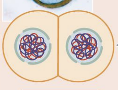 <ul><li><p>nuclear membrane breaks down</p></li><li><p>chromosomes re-condense</p></li><li><p>spindle fibers begin to form</p></li></ul><p></p>