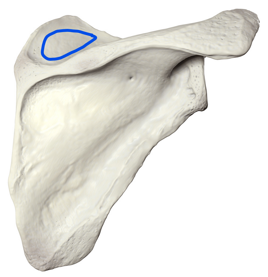 <p><span>Concave area located on the dorsal surface of the scapula (shoulder blade), above the spine of the scapula; serves as the origin for the supraspinatus muscle</span></p>