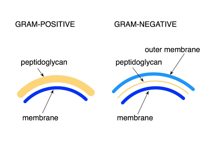 <ul><li><p>Morphology (shape)</p></li><li><p>Gram staining</p></li><li><p>Enzyme activity</p><p></p></li></ul><p></p>