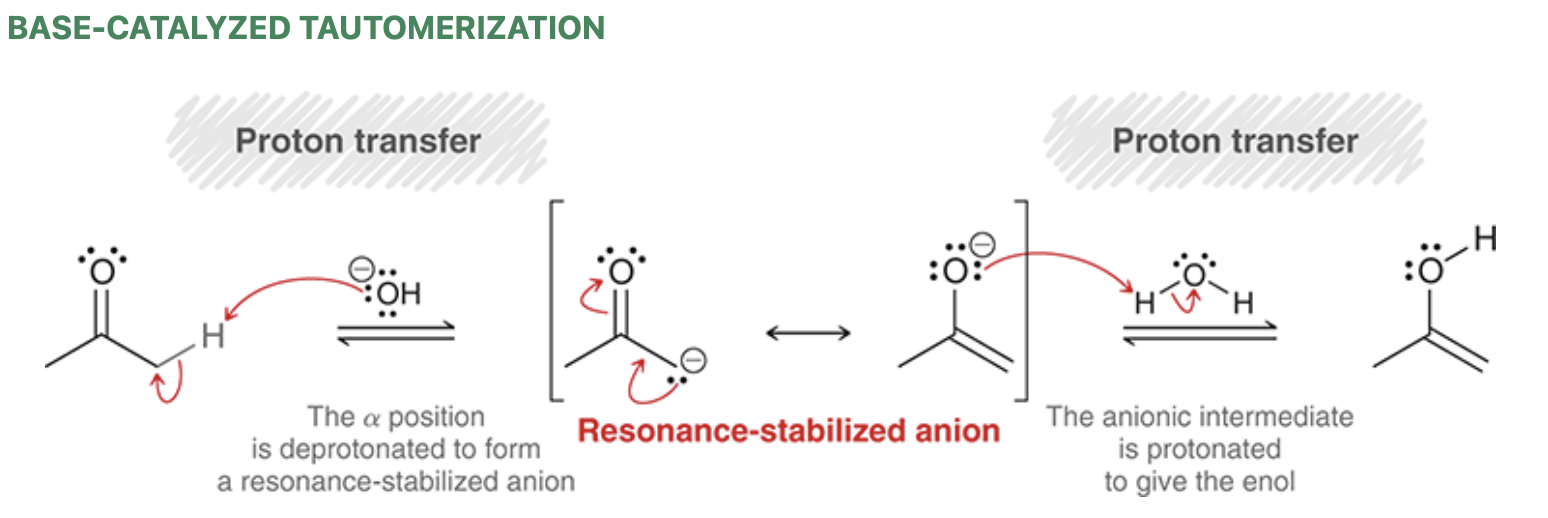 <ul><li><p>In basic conditions, the ketone and enol are present in equilibrium</p></li></ul><p></p>