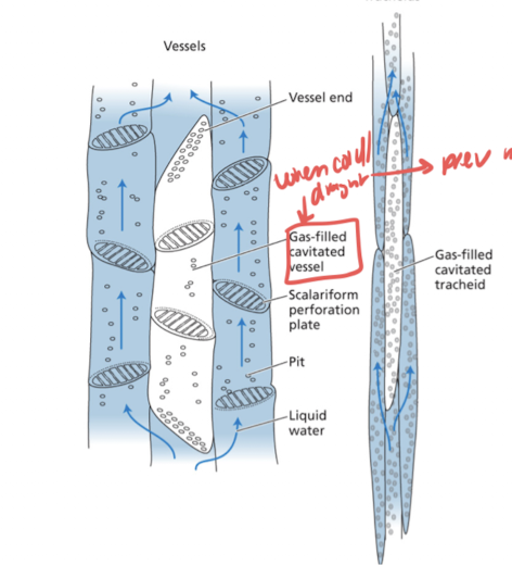 <p>when going through draught to prevent movement of H2O</p>