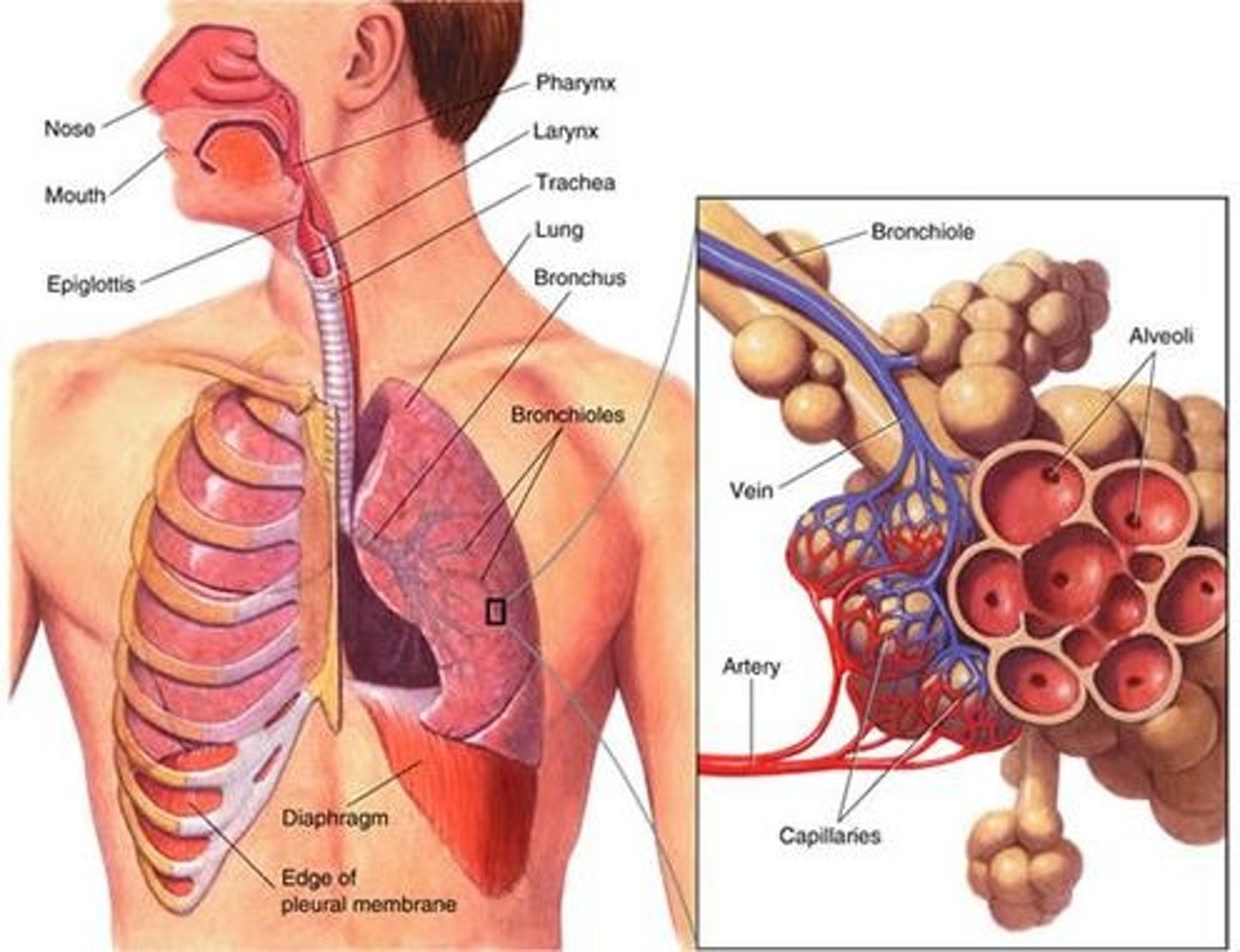 <p>is the study on the functions of the<strong> <u><mark data-color="#f7edda" style="background-color: rgb(247, 237, 218); color: inherit;">air passageways</mark></u><mark data-color="#f7edda" style="background-color: rgb(247, 237, 218); color: inherit;"> </mark></strong><mark data-color="#f7edda" style="background-color: rgb(247, 237, 218); color: inherit;">and </mark><strong><u><mark data-color="#f7edda" style="background-color: rgb(247, 237, 218); color: inherit;">lungs</mark></u></strong><mark data-color="#f7edda" style="background-color: rgb(247, 237, 218); color: inherit;">.</mark></p>