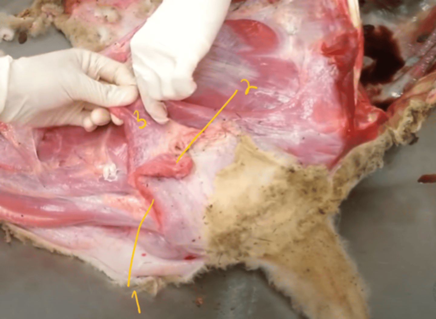 <p>identify the muscles seen here. (detailed view parts)</p>
