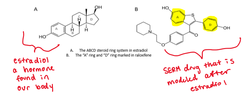 <ol><li><p>core structure is modeled after estradiol</p></li><li><p><strong>2 aromatic rings</strong> (separated by up to 3 spacer atoms)</p></li><li><p><strong>a 4-substituted phenyl group</strong> (between the other aromatics)</p></li><li><p>size/functionality affects binding affinities for ERa and ERb as well as ability to block the binding of coactivators</p></li></ol><p></p>