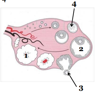 <p>Do jakiej przestrzeni wypada struktura oznaczona numerem 3:</p>