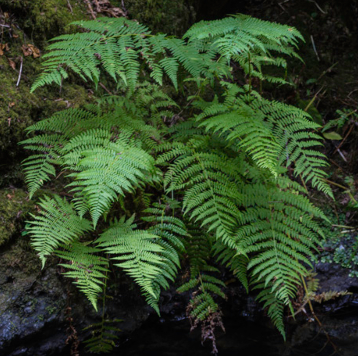<p>Lady fern</p>